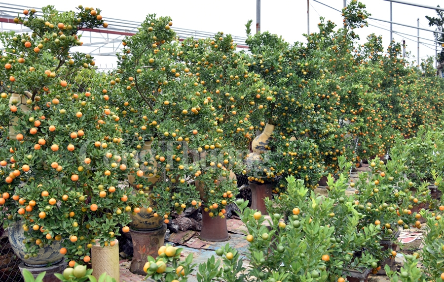 Kumquat trees welcome Tet