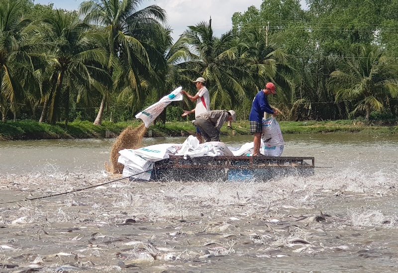 Tăng cường quản lý nuôi thủy sản trên địa bàn tỉnh Đồng Tháp