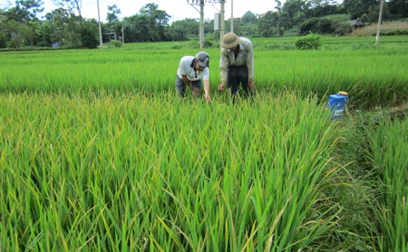 Lai Châu Khuyến khích phát triển nông nghiệp gắn với bảo vệ môi trường