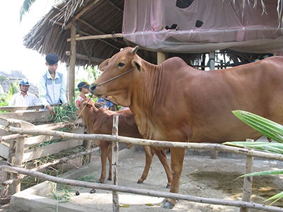 Kinh nghiệm giữ vững các tiêu chí xây dựng nông thôn mới ở Tiền Giang