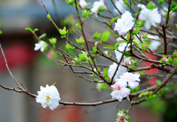 Tìm hiểu 101+ ảnh đẹp mùa xuân mới nhất - Tin Học Vui