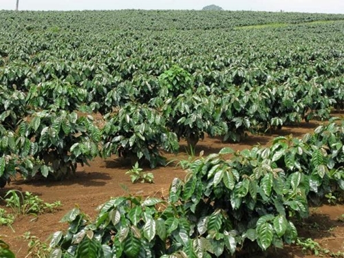 Kon Tum Cách làm hay đảm bảo đủ nước ở vùng trọng điểm trồng cà phê