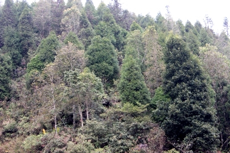 Tuyên Quang Tăng cường các giải pháp bảo vệ và phát triển rừng