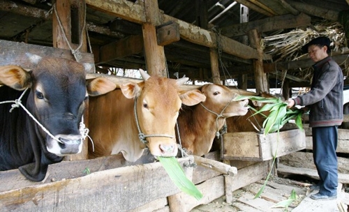 Một số giải pháp cấp bách nhằm khôi phục đàn gia súc sau rét đậm, rét hại