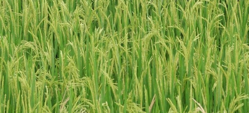 Một số giống lúa có khả năng chịu hạn cao
