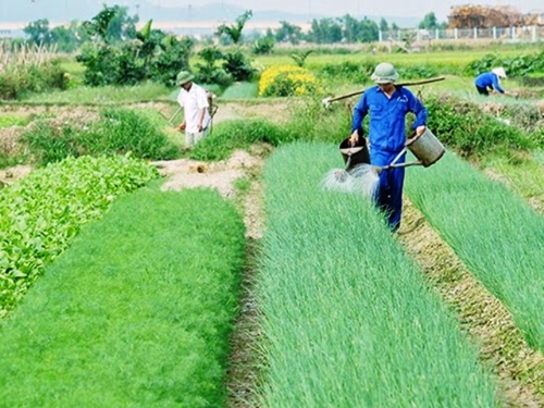 Tư vấn “Thực hiện 5 đúng trong canh tác nông nghiệp” tại huyện Nam Trực, tỉnh Nam Định