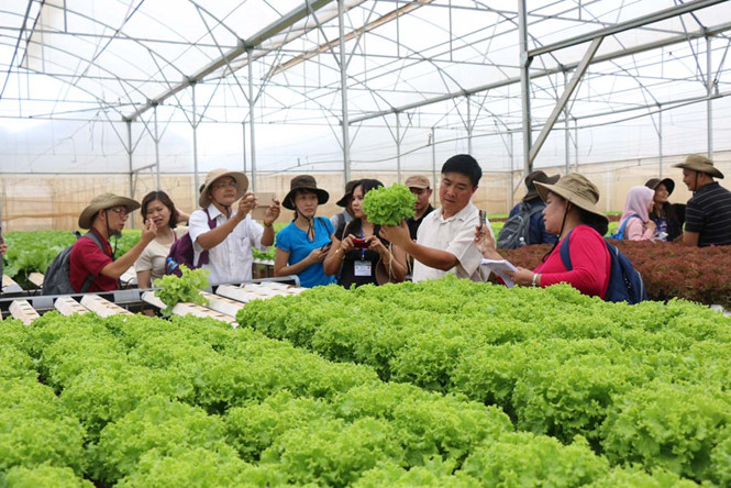 Hiệu ứng tích cực từ sản xuất rau an toàn ở Bắc Ninh