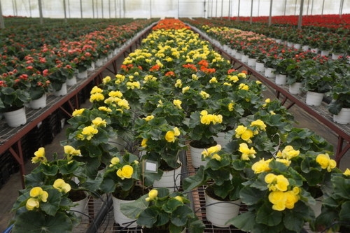 Ứng dụng công nghệ cao vào sản xuất hoa tại Công ty Đà Lạt Hasfarm