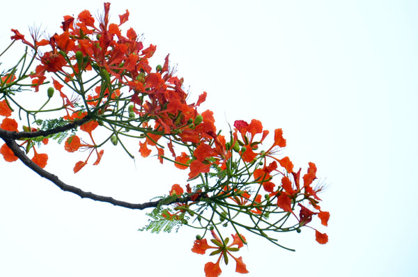 Ngắm hoa phượng nở đỏ rực trời Hà Nội - Hoa phượng: Hà Nội đã được bao phủ bởi sắc đỏ rực rỡ của hoa phượng. Đó là một hiện tượng thiên nhiên vô cùng đáng trông ngóng. Hãy cùng chiêm ngưỡng bức ảnh tuyệt đẹp này và đắm mình trong vẻ đẹp của hoa phượng.