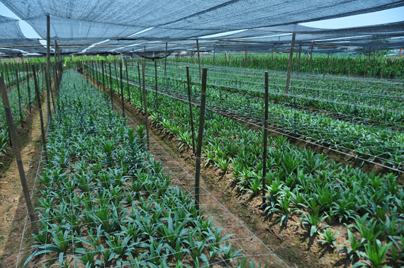 Mô hình sản xuất hoa lily ở xã Mường Phăng phát triển tốt  Đài Phát thanh  và Truyền hình Điện Biên
