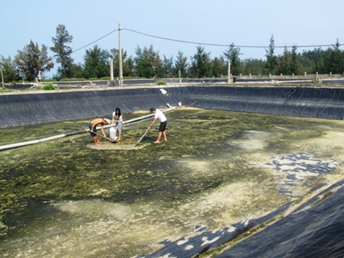 Các cơ sở nuôi tôm trên cát của Quảng Bình ứng phó với ô nhiễm môi trường biển