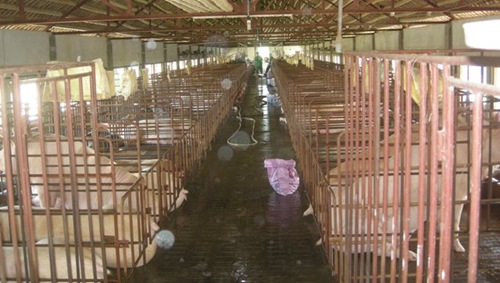 Hồng Hà nỗ lực nâng cao giá trị gia tăng trong chăn nuôi lợn
