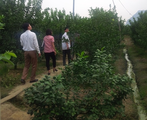 Phú Xuyên - Nhân tố mới trong sản xuất nông nghiệp bền vững