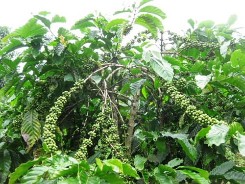Hướng dẫn khắc phục sau hạn hán cho cây cà phê, hồ tiêu và cây ăn quả vùng Tây Nguyên và Nam Trung Bộ
