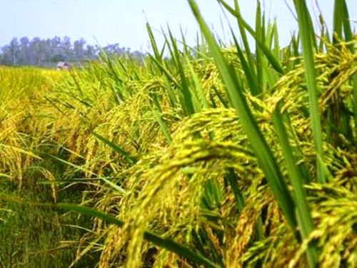 4 giải pháp giúp sản xuất hạt giống lúa lai F1 và duy trì, nhân dòng bố mẹ lúa lai vụ Đông Xuân 2015 -2016