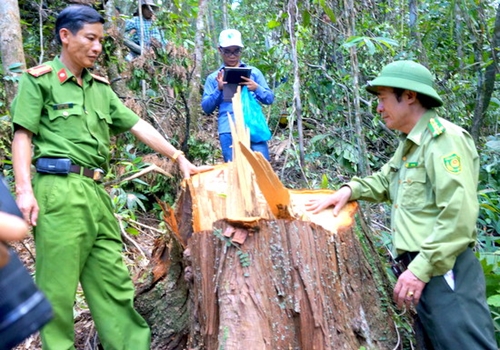 Rừng pơ mu dọc biên giới Quảng Nam - Sê Kông Lào bị tàn phá