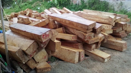 Quảng Nam Phát hiện gỗ pơmu được cất giấu cách Trạm Kiểm soát Biên phòng khoảng 10m