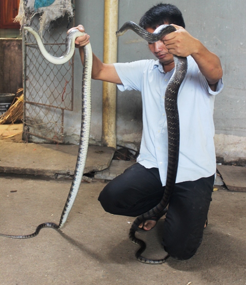 Kỹ thuật nuôi rắn hổ hèo rắn giáo trâu sợ nhưng không độc