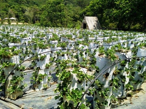 Phát triển sản xuất rau, hoa ứng dụng công nghệ cao tại Lâm Đồng