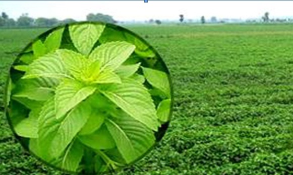 JICA hỗ trợ trồng cây bạc hà Nhật Bản tại Việt Nam