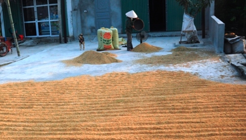 Xuất khẩu gạo vẫn gặp khó