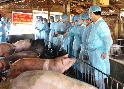 “Áp dụng kỹ thuật thụ tinh nhân tạo kết hợp với thú y cộng đồng nhằm phát triển chăn nuôi lợn theo hướng VietGAHP trong nông hộ”