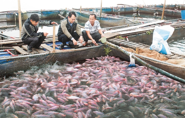 Cá Hồng Vĩ Mỏ Vịt Đặc tính Cách nuôi  Ăn gì Giá bao nhiêu có cần oxy  không