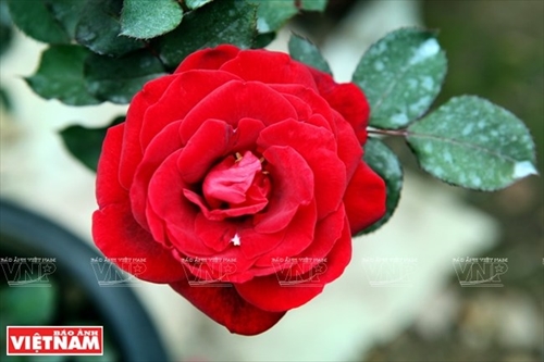 Người dân Hưng Yên làm giàu từ những vườn hoa hồng cổ