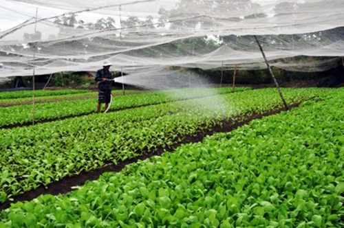 TP Hồ Chí Minh Thu hút doanh nghiệp đầu tư vào nông nghiệp, nông thôn