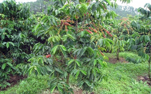 Đắk Nông công nhận 5 vườn ươm giống đạt chuẩn VnSat phục vụ tái canh cây cà phê