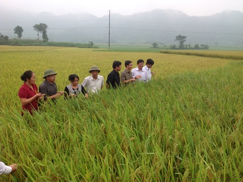 Hà Giang Tiếp tục đẩy mạnh phát triển các Chương trình nông nghiệp, nông thôn
