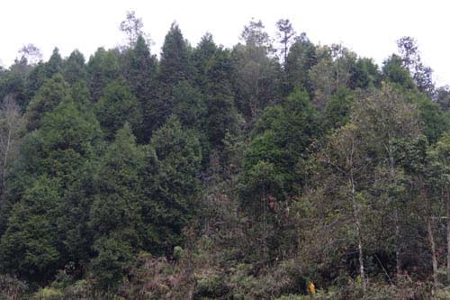 Tăng cường các giải pháp bảo vệ rừng