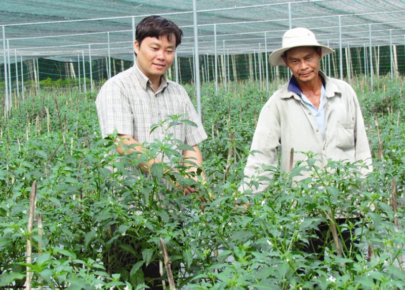 Huyện Châu Thành Nông dân ứng dụng phân hữu cơ trồng ớt hạn chế sâu bệnh  cho hiệu quả kinh tế cao