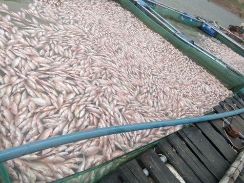 Kết luận nguyên nhân cá chết tại lòng hồ Plei Krông Kon Tum  Nước không có độc tố