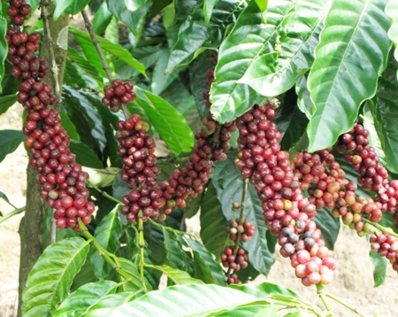 Xuất khẩu cà phê giảm lượng nhưng tăng giá