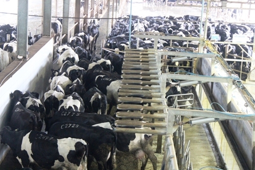 Nâng cao chất lượng sản phẩm ngành chăn nuôi