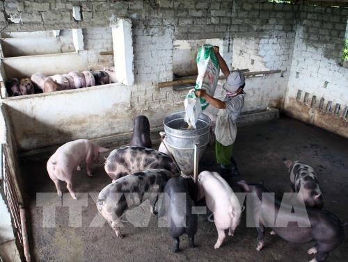 Tiền Giang trước cơ hội tái cơ cấu ngành chăn nuôi lợn hàng hóa