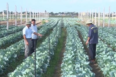 Điểm sáng trong phát triển nông nghiệp ứng dụng công nghệ cao ở Ninh Bình
