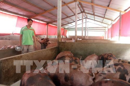 Giá lợn ở Tiền Giang bấp bênh khiến người nuôi lo lắng