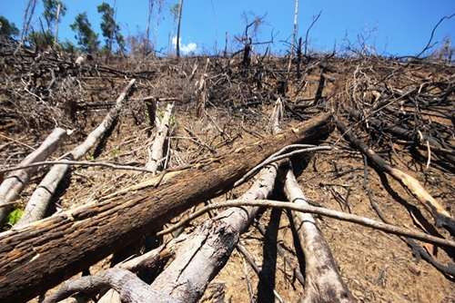Bước đầu xác định đối tượng phá rừng tại Quảng Nam