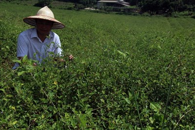 Cà gai leo là cây dược tính cao, có tác dụng gì cho gan?
