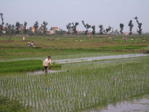 Cả nước đã gieo cấy được 1 349,4 nghìn ha lúa mùa