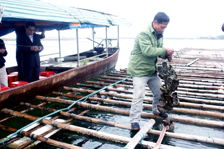 Tăng cường phối hợp công tác giữa ngành nông nghiệp và Hiệp hội nuôi biển Việt Nam