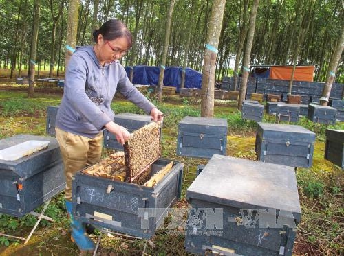 Đắk Lắk nâng cao năng suất, chất lượng mật ong