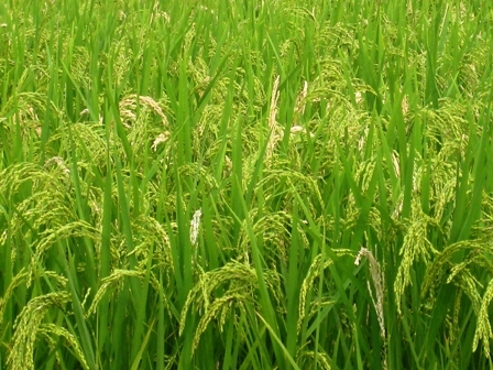 Đến trung tuần tháng 9, cả nước gieo cấy được hơn 1 561 ha lúa mùa