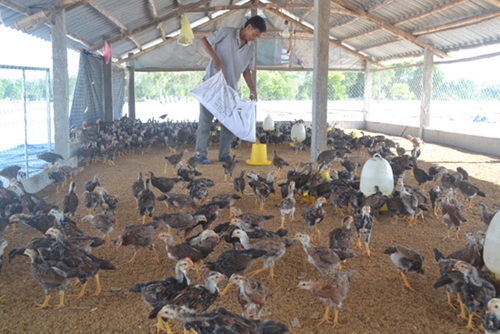 Phú Yên Xây dựng các mô hình chăn nuôi gà an toàn trên đệm lót sinh học