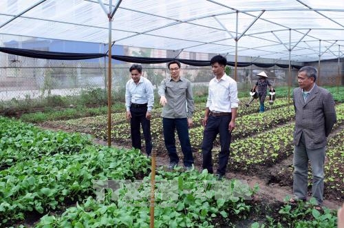 Phó Thủ tướng Vũ Đức Đam khảo sát mô hình sản xuất rau an toàn tại Hưng Yên