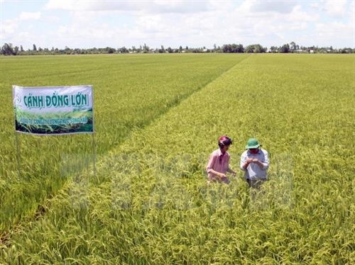 Cần Thơ phấn đấu sản xuất 10 000 ha lúa sạch vụ Đông Xuân 2017 - 2018