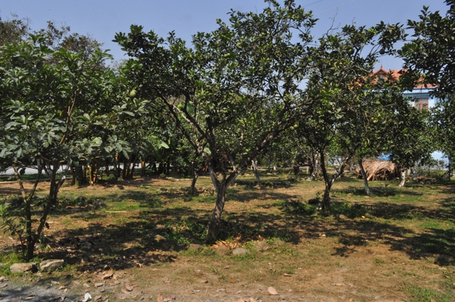 Đồng bằng sông Cửu Long: Dịch bệnh hoành hành vườn cây ăn trái