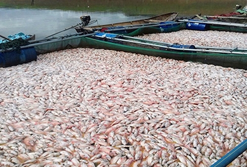 Kon Tum Tái nuôi đàn cá trên khu vực lòng hồ Plei Krông